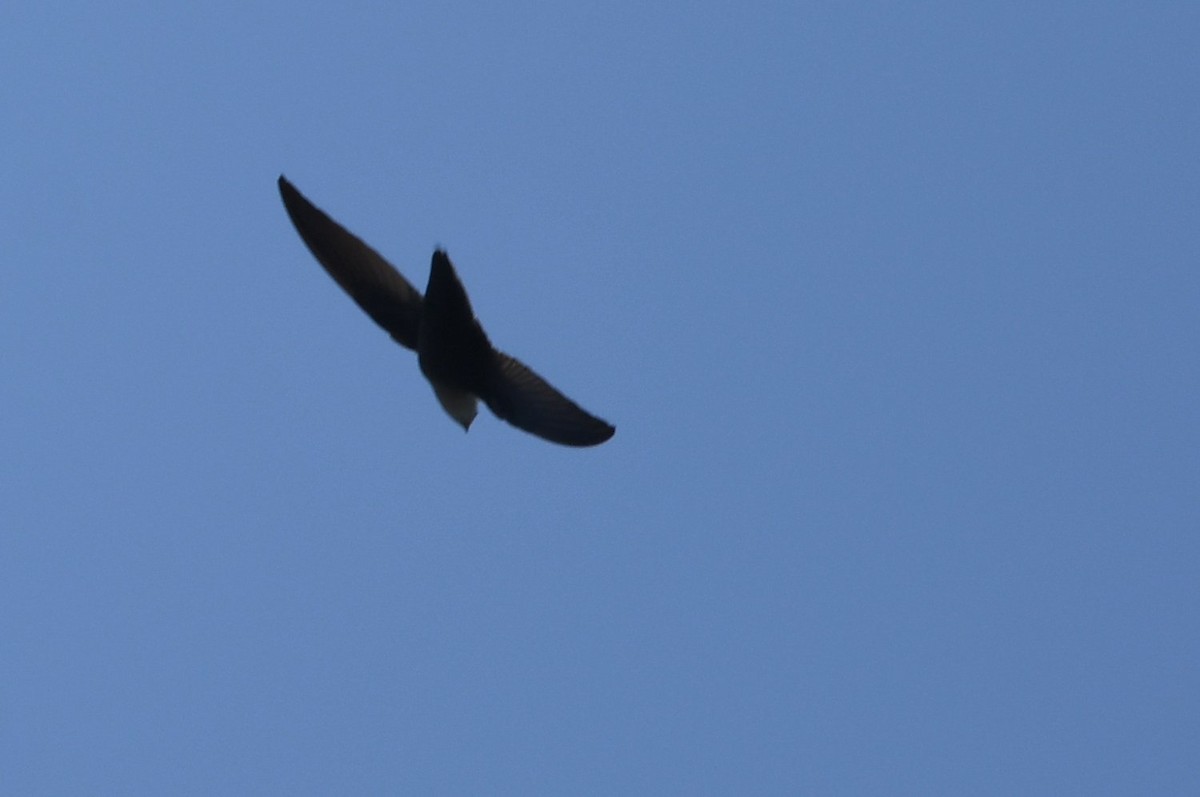 Chimney Swift - ML635318157