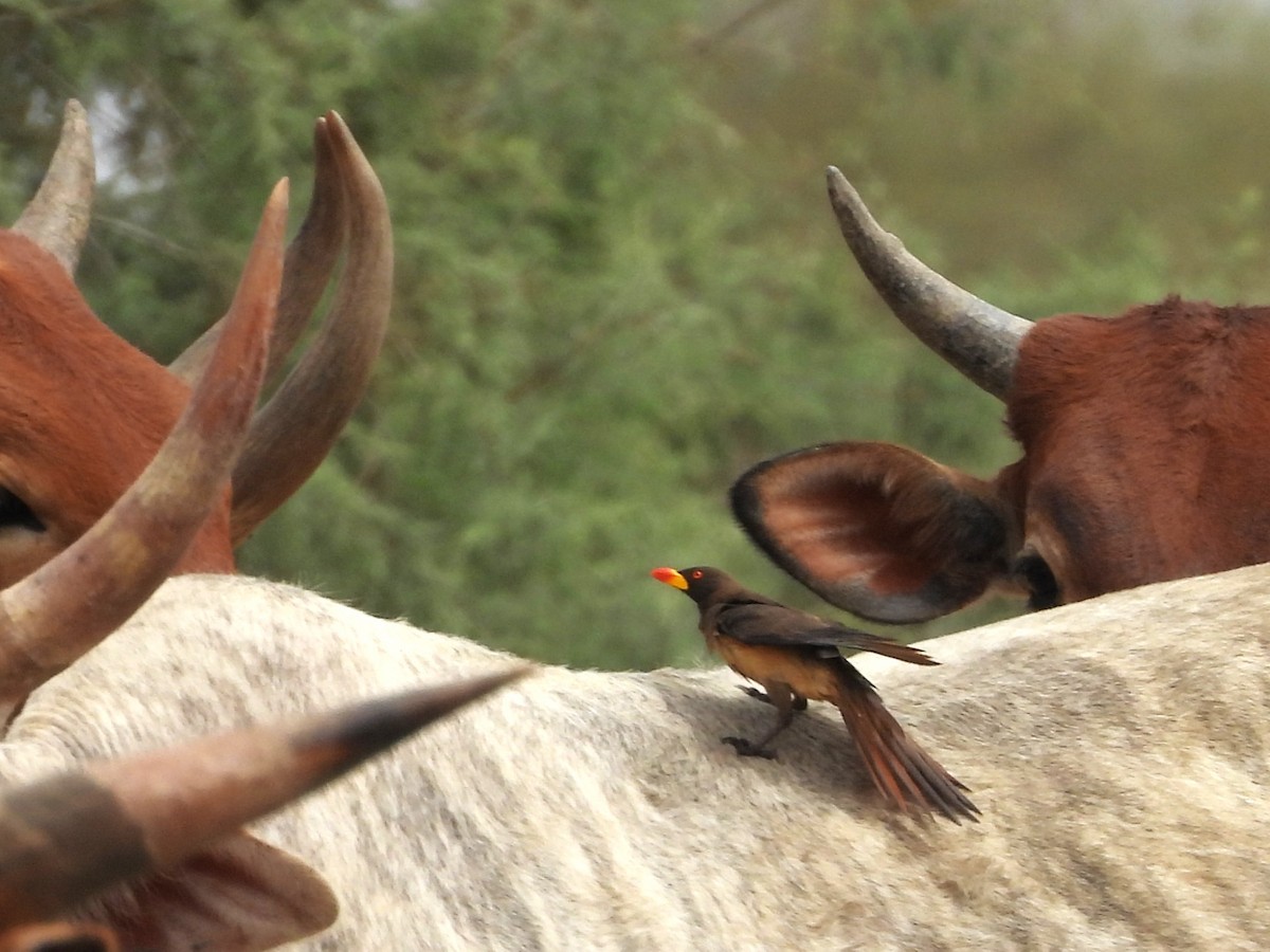 Yellow-billed Oxpecker - ML635318179