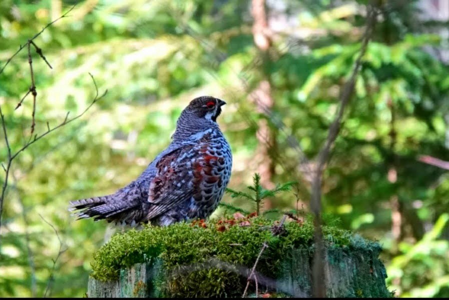 Hazel Grouse - ML635318233