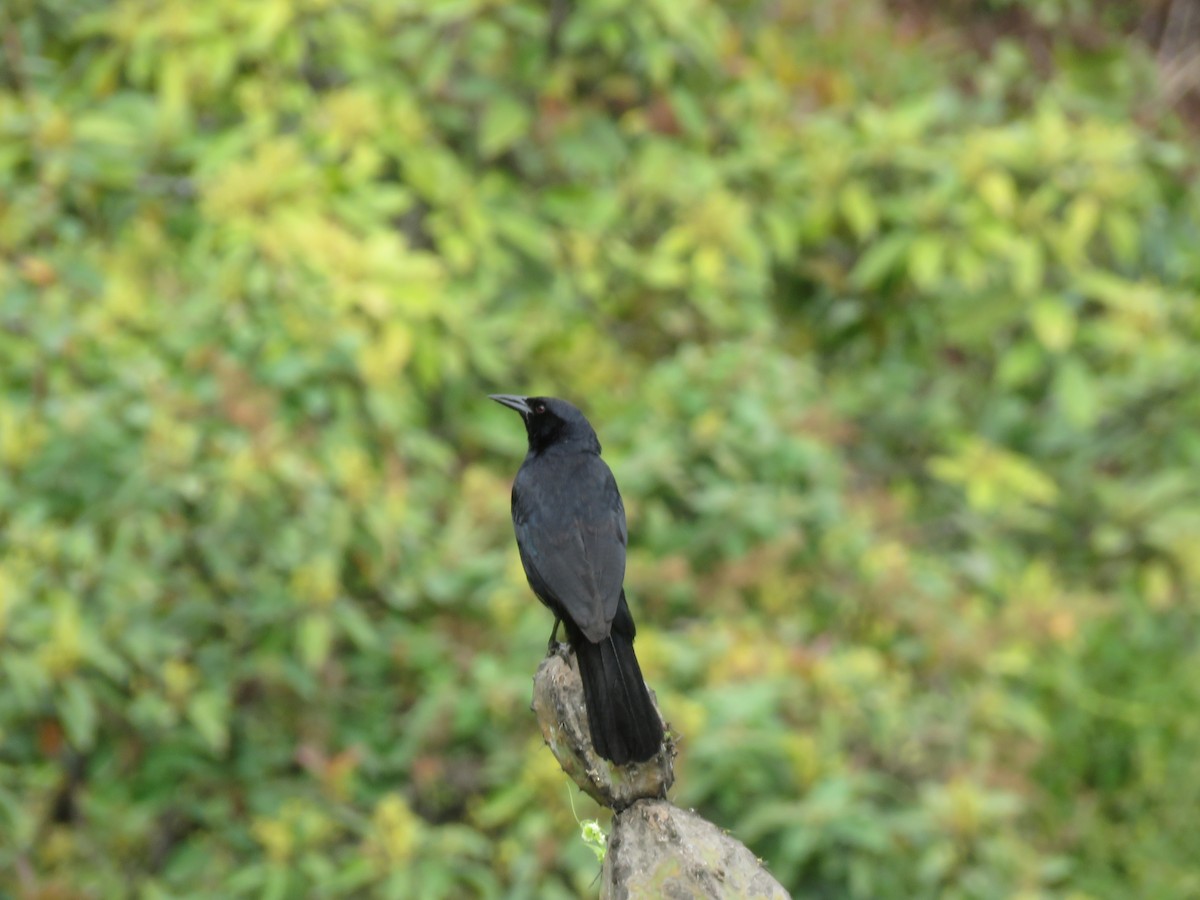 Scrub Blackbird - ML635318361