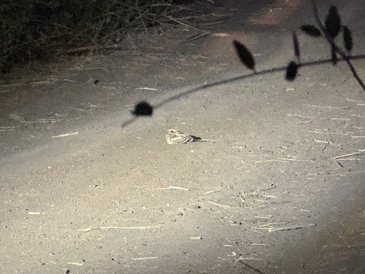 Long-tailed Nightjar - ML635318395