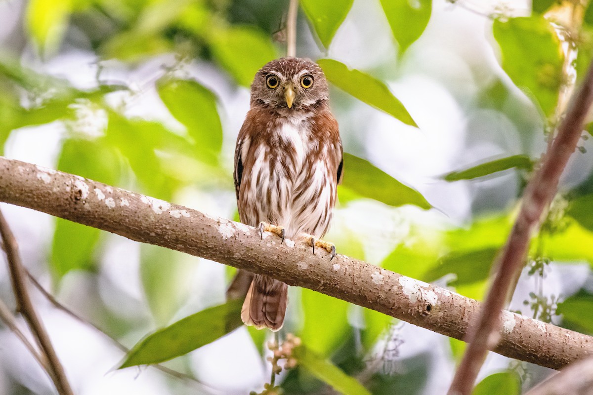 Ferruginous Pygmy-Owl - ML635318408