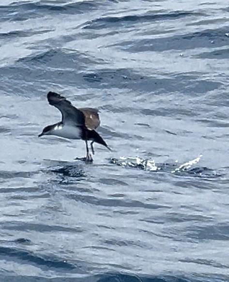 Galapagos Shearwater - ML635318465