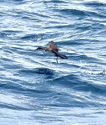 Galapagos Shearwater - ML635318466