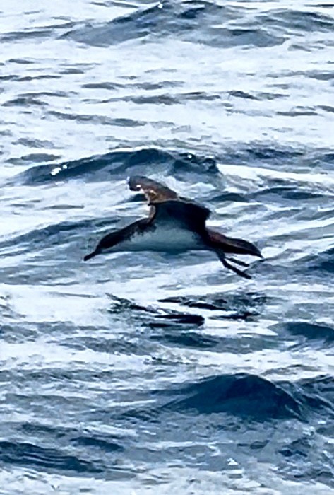 Galapagos Shearwater - ML635318467