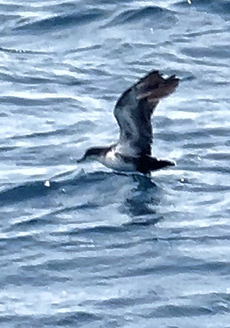 Galapagos Shearwater - ML635318468