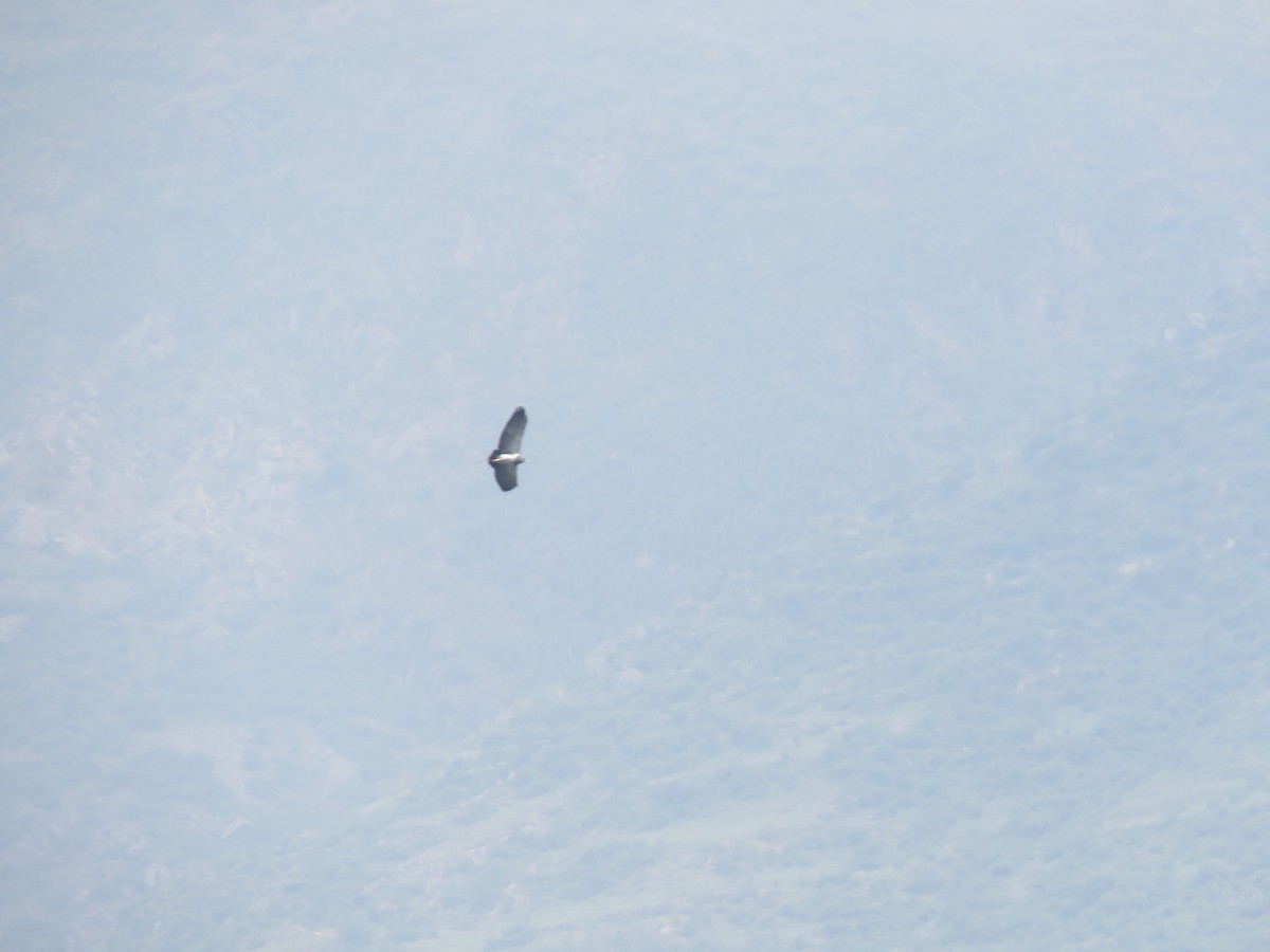 Black-chested Buzzard-Eagle - ML635318496