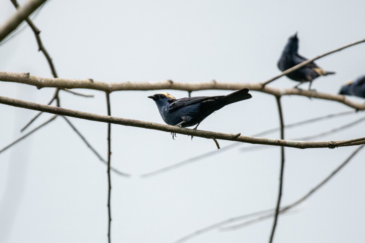 Opal-crowned Tanager - ML635318594