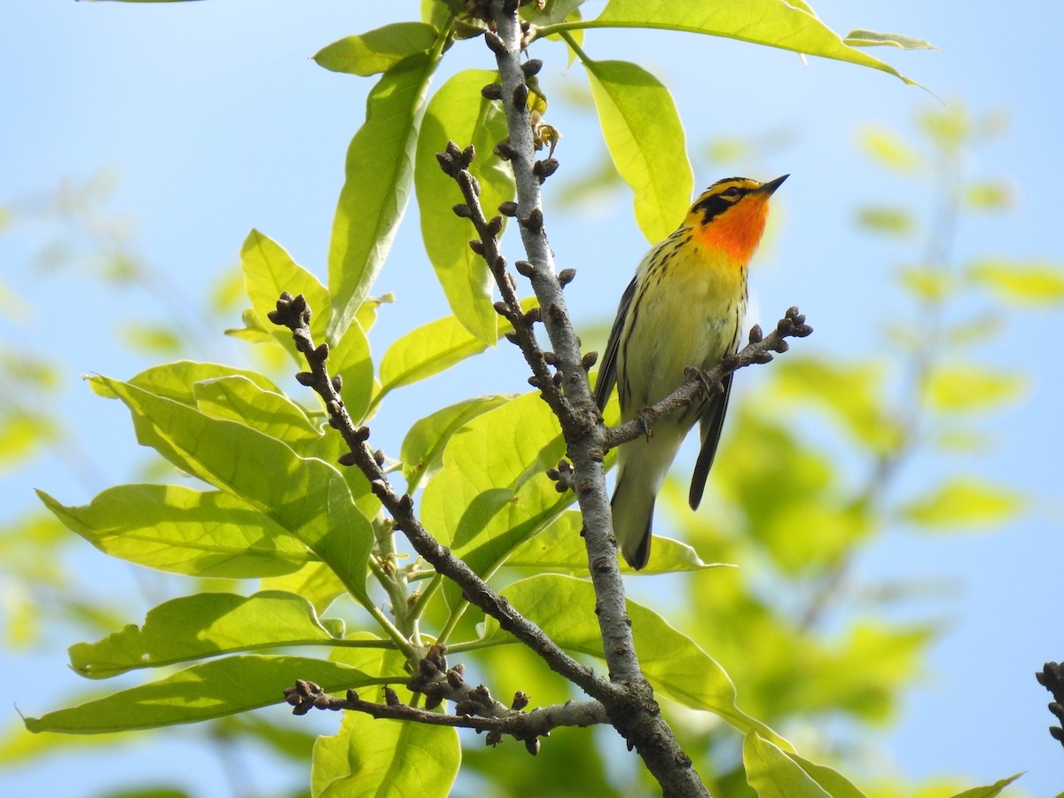 Blackburnian Warbler - ML635318650