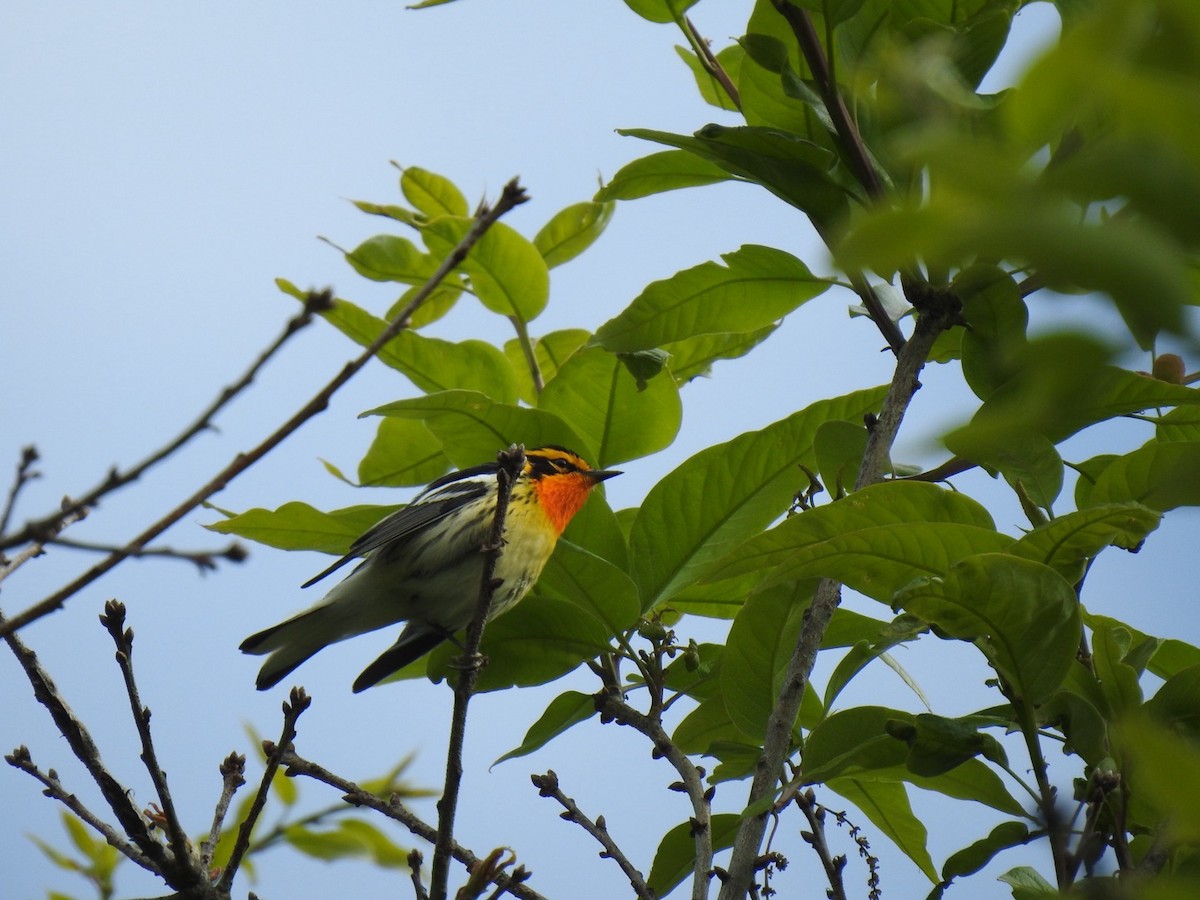 Blackburnian Warbler - ML635318651