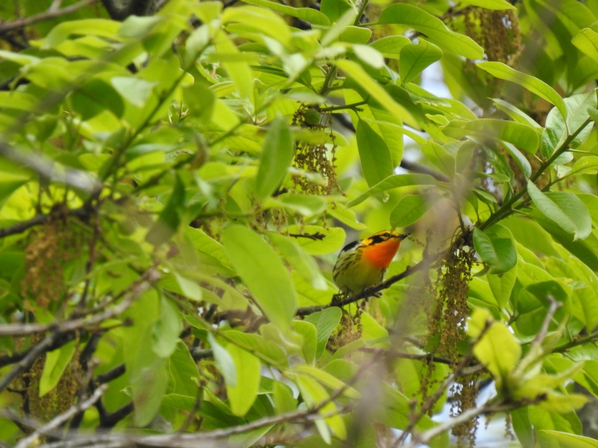 Blackburnian Warbler - ML635318652