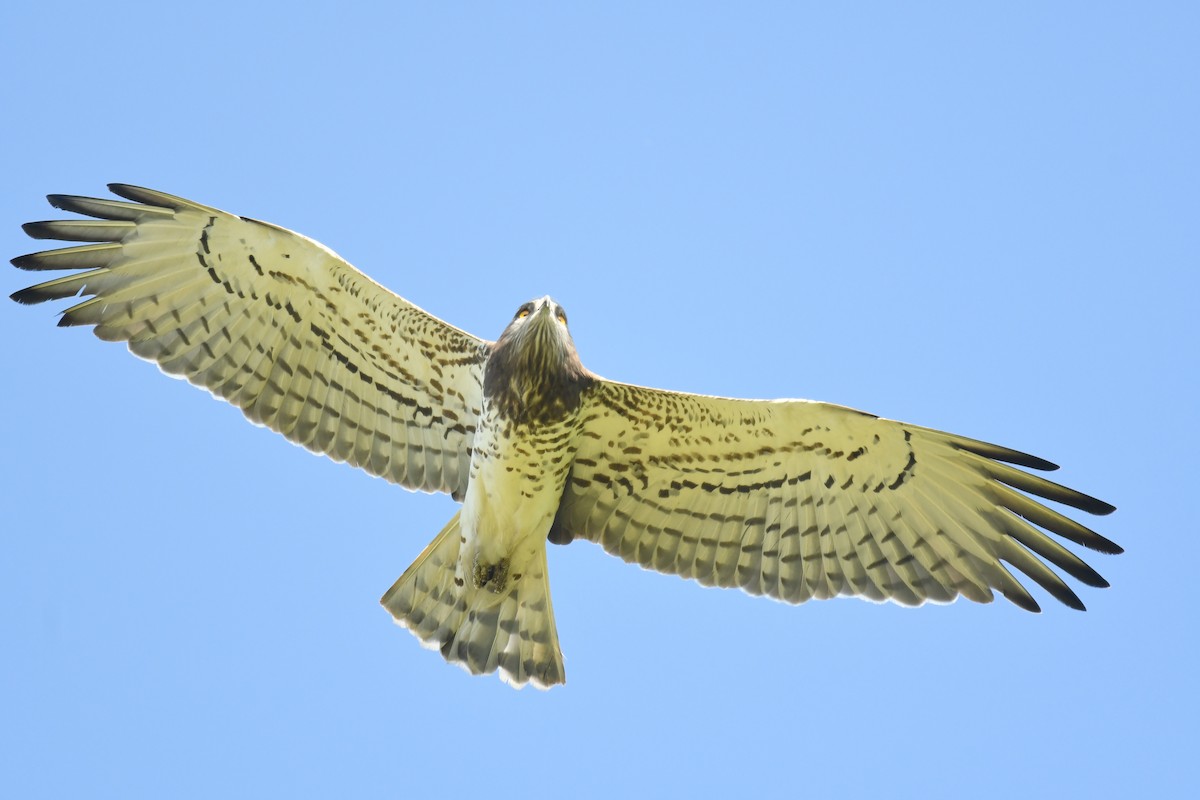Short-toed Snake-Eagle - ML635318653