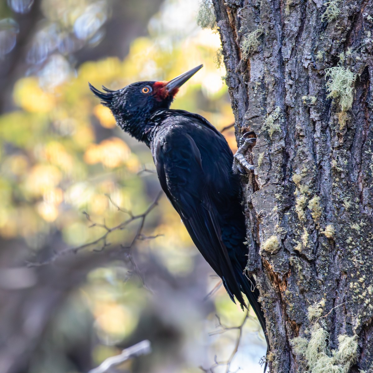 Magellanic Woodpecker - ML635318689