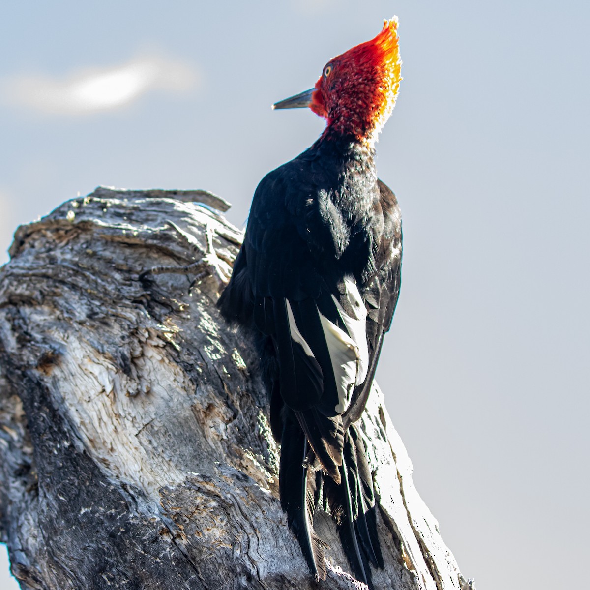 Magellanic Woodpecker - ML635318690