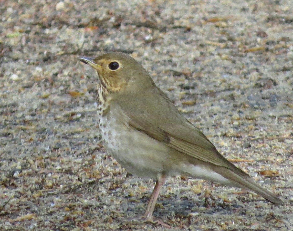Swainson's Thrush - ML635318699