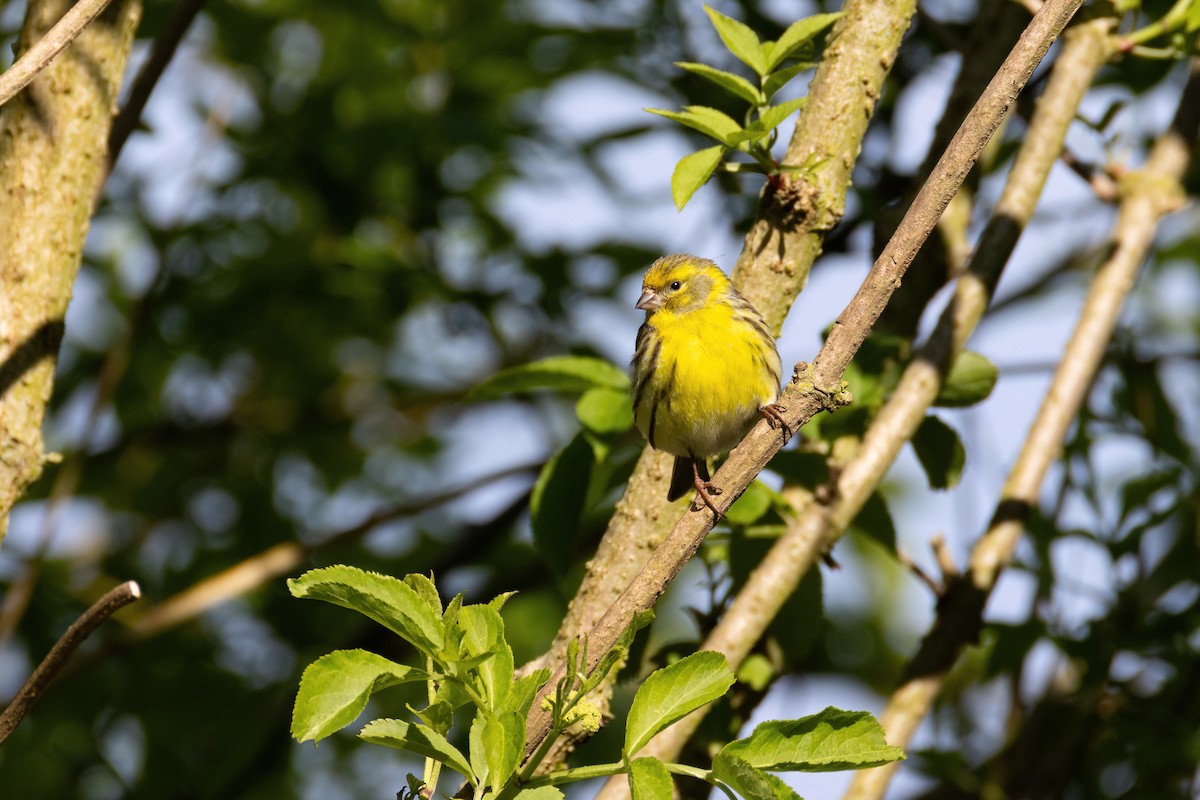 European Serin - ML635318727