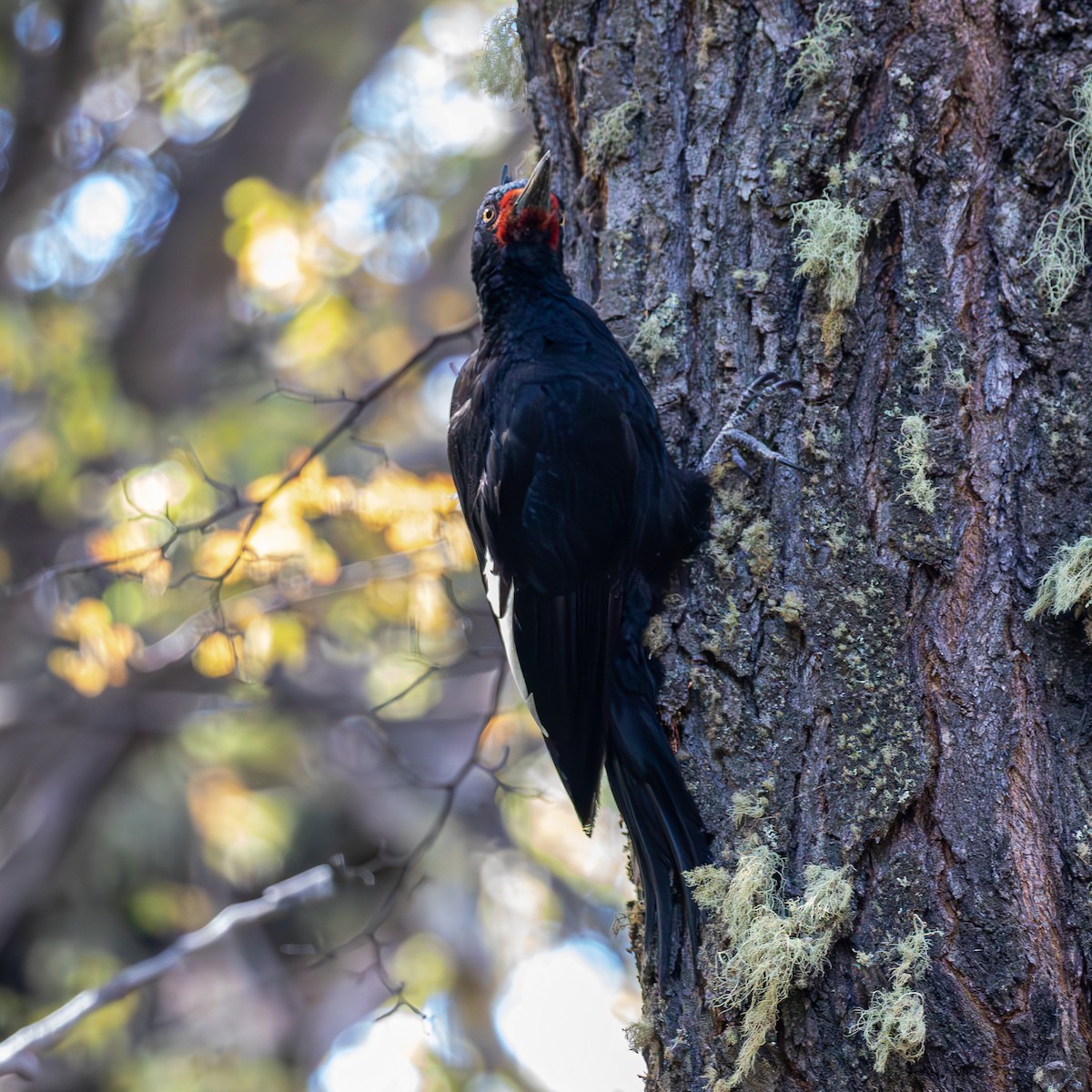 Magellanic Woodpecker - ML635318745