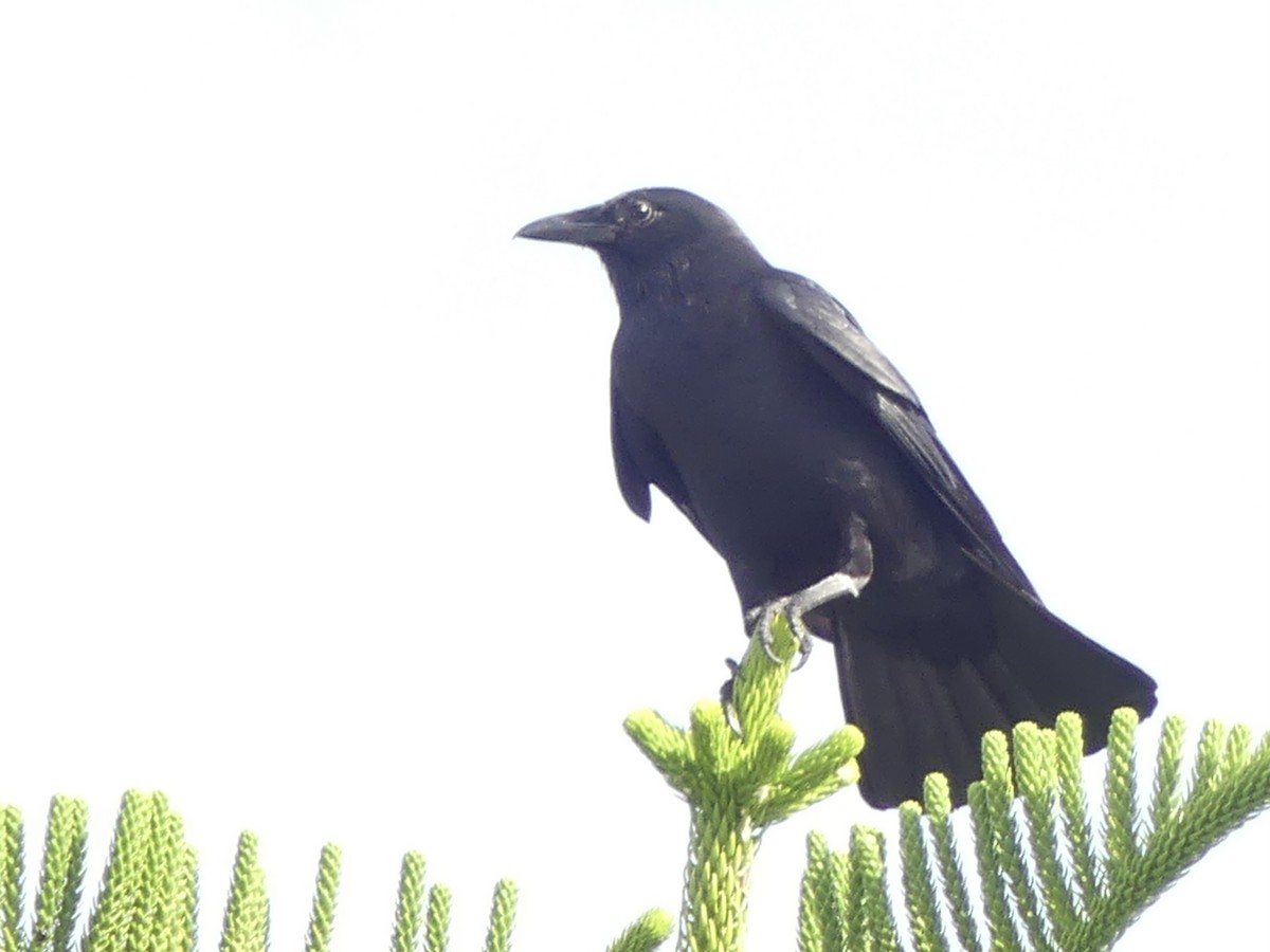 Fish Crow - ML635318795