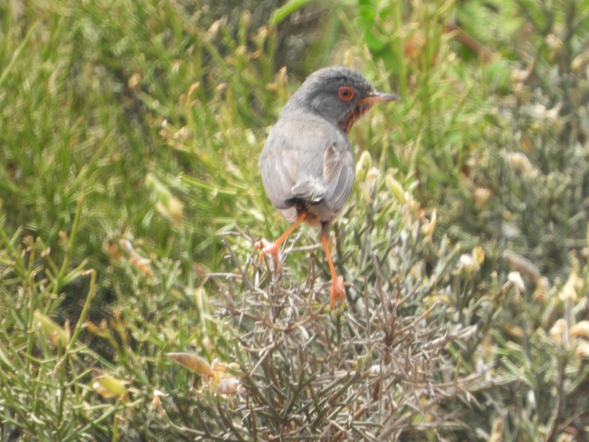 Magnanina comune - ML635318804