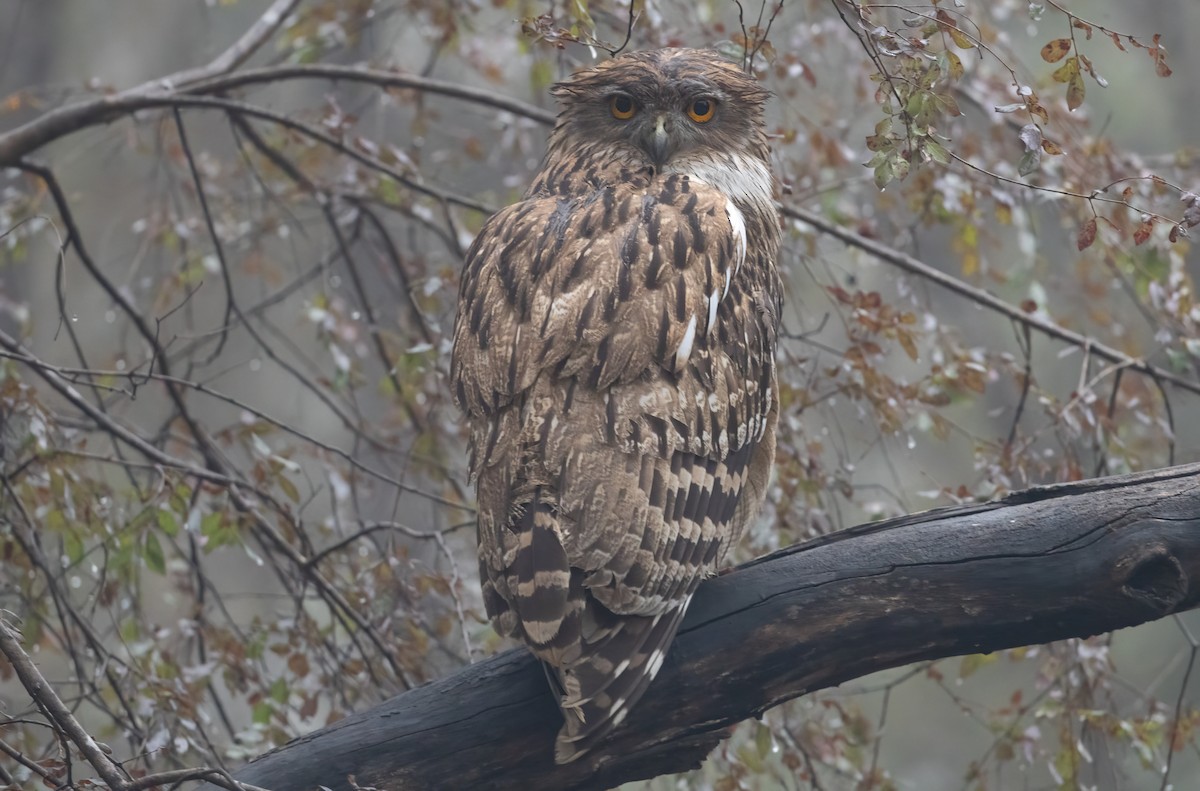 Brown Fish-Owl - ML635318820
