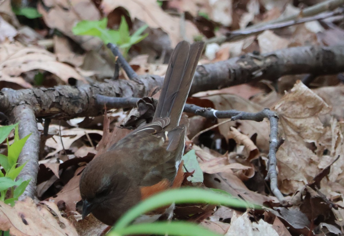 Eastern Towhee - ML635318876