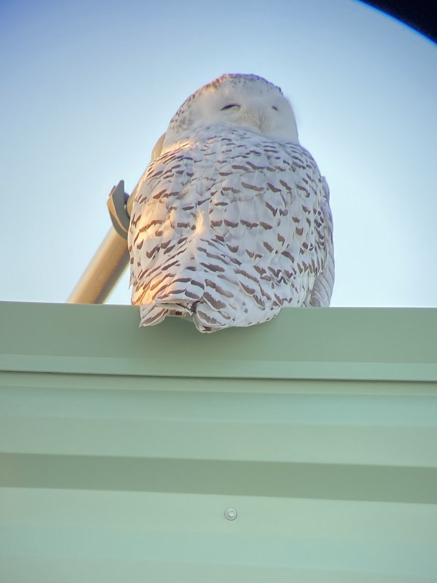 Snowy Owl - ML635318891