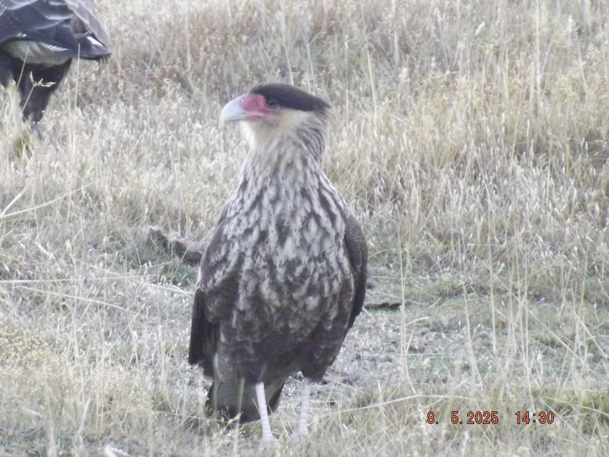 Crested Caracara - ML635318895