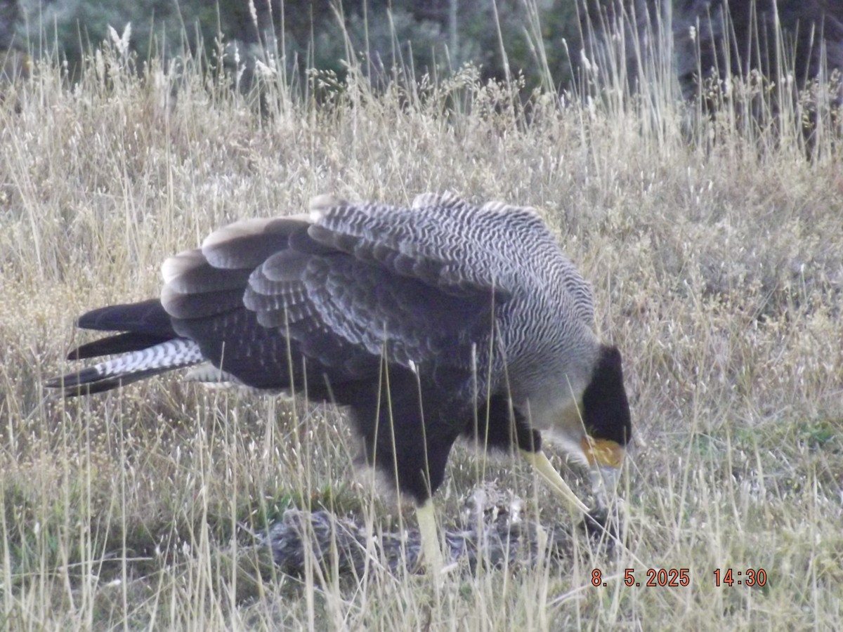 Crested Caracara - ML635318896