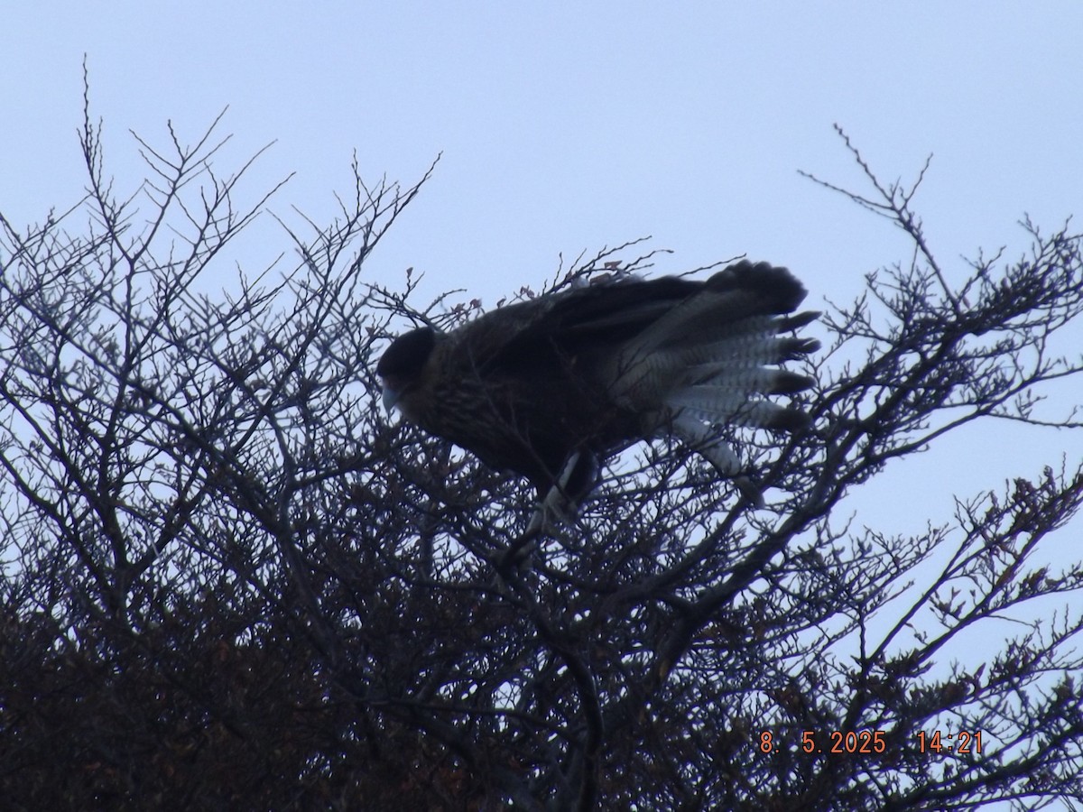 Crested Caracara - ML635318897