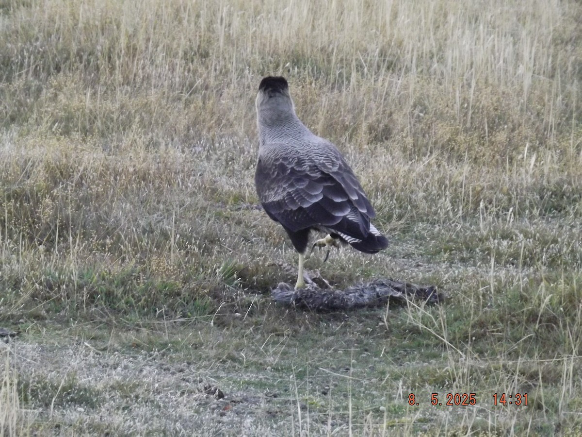 Crested Caracara - ML635318898