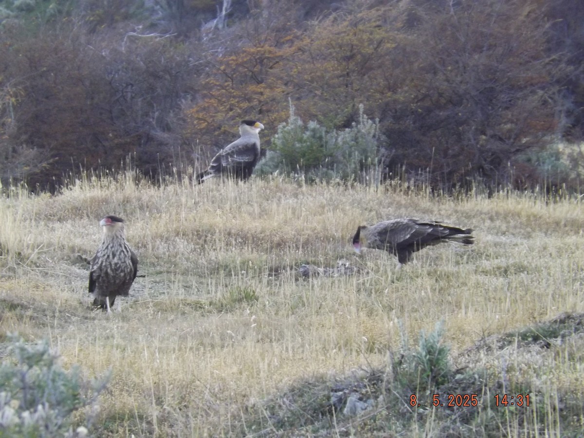 Crested Caracara - ML635318899