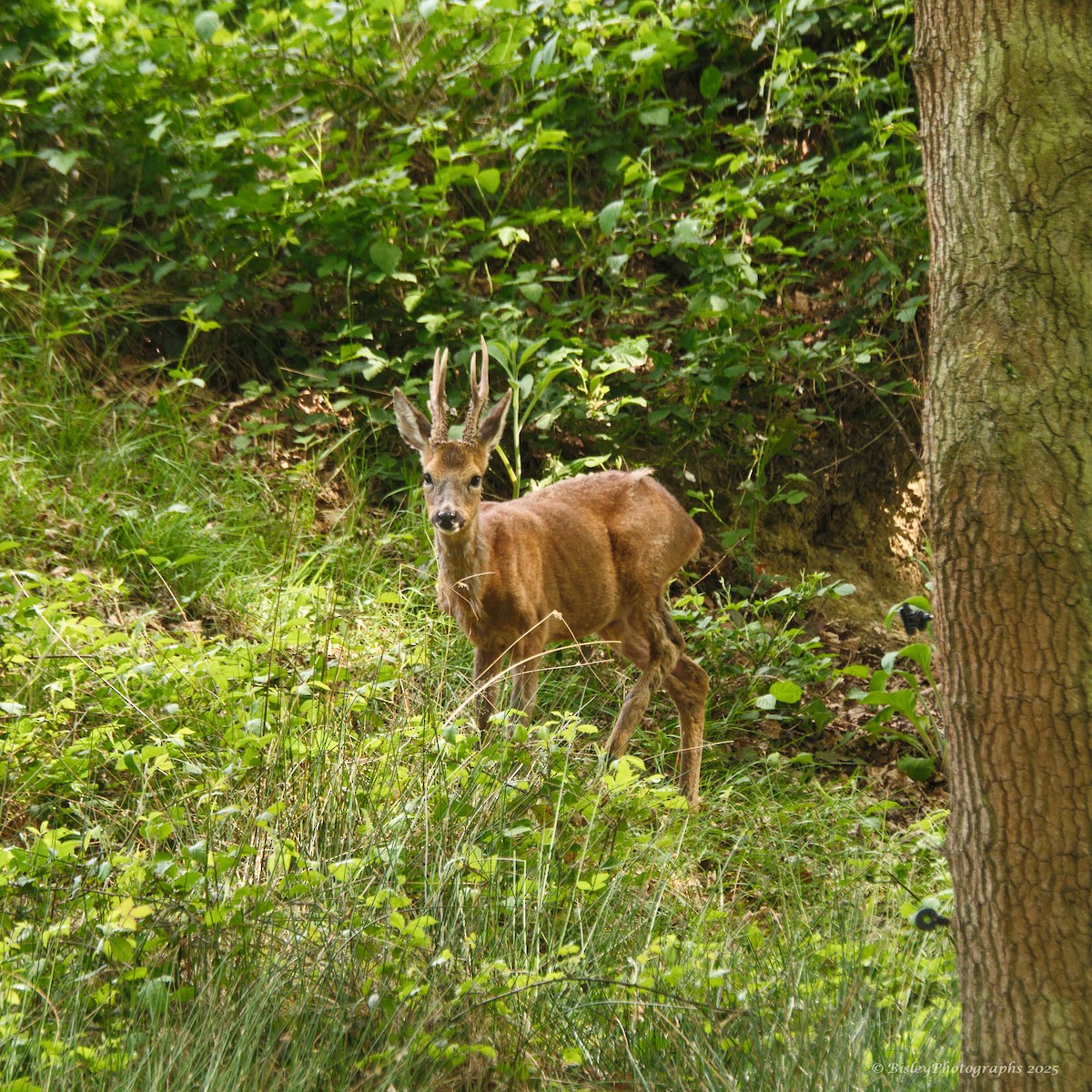 Western Roe Deer - ML635318982