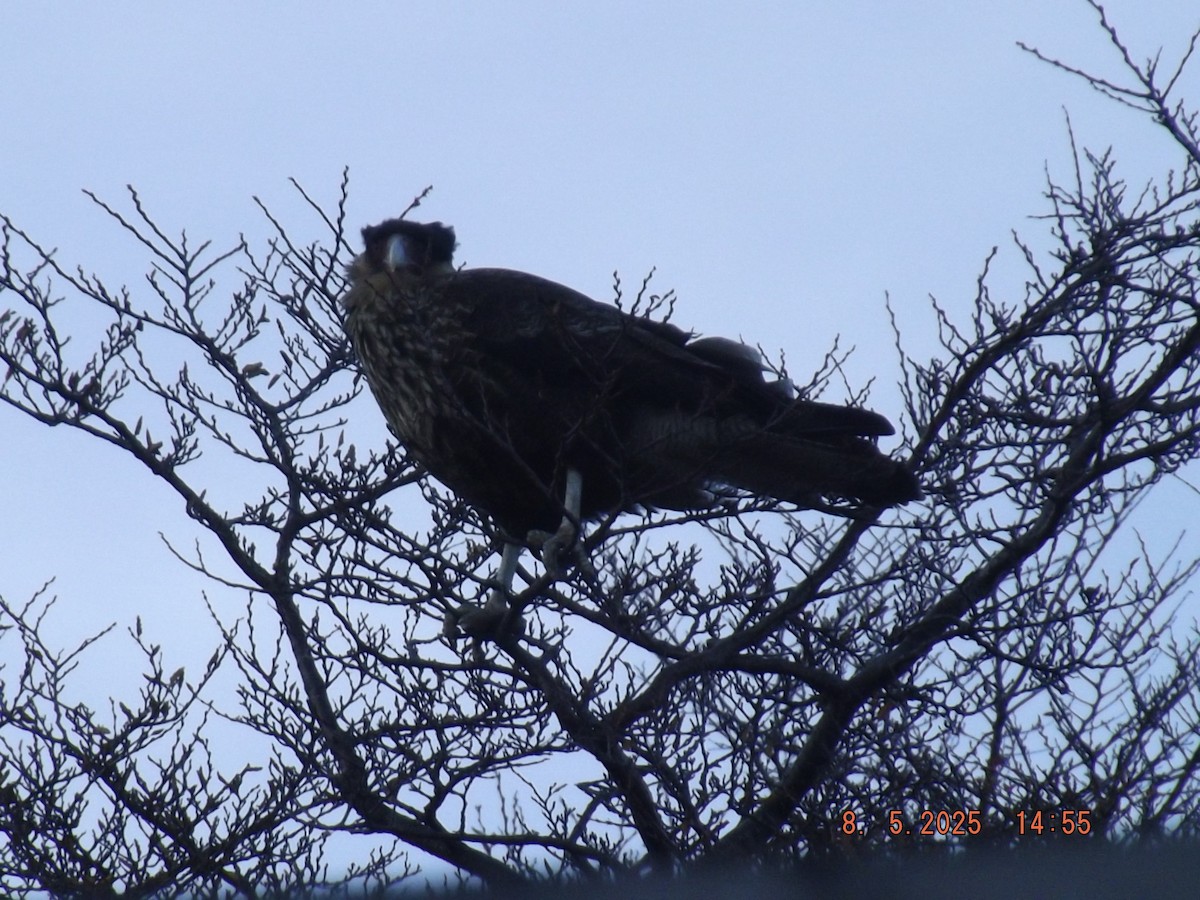 Crested Caracara - ML635318986
