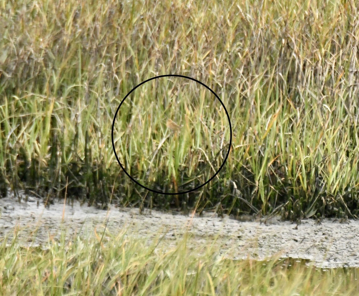 nålhalespurv - ML635319041