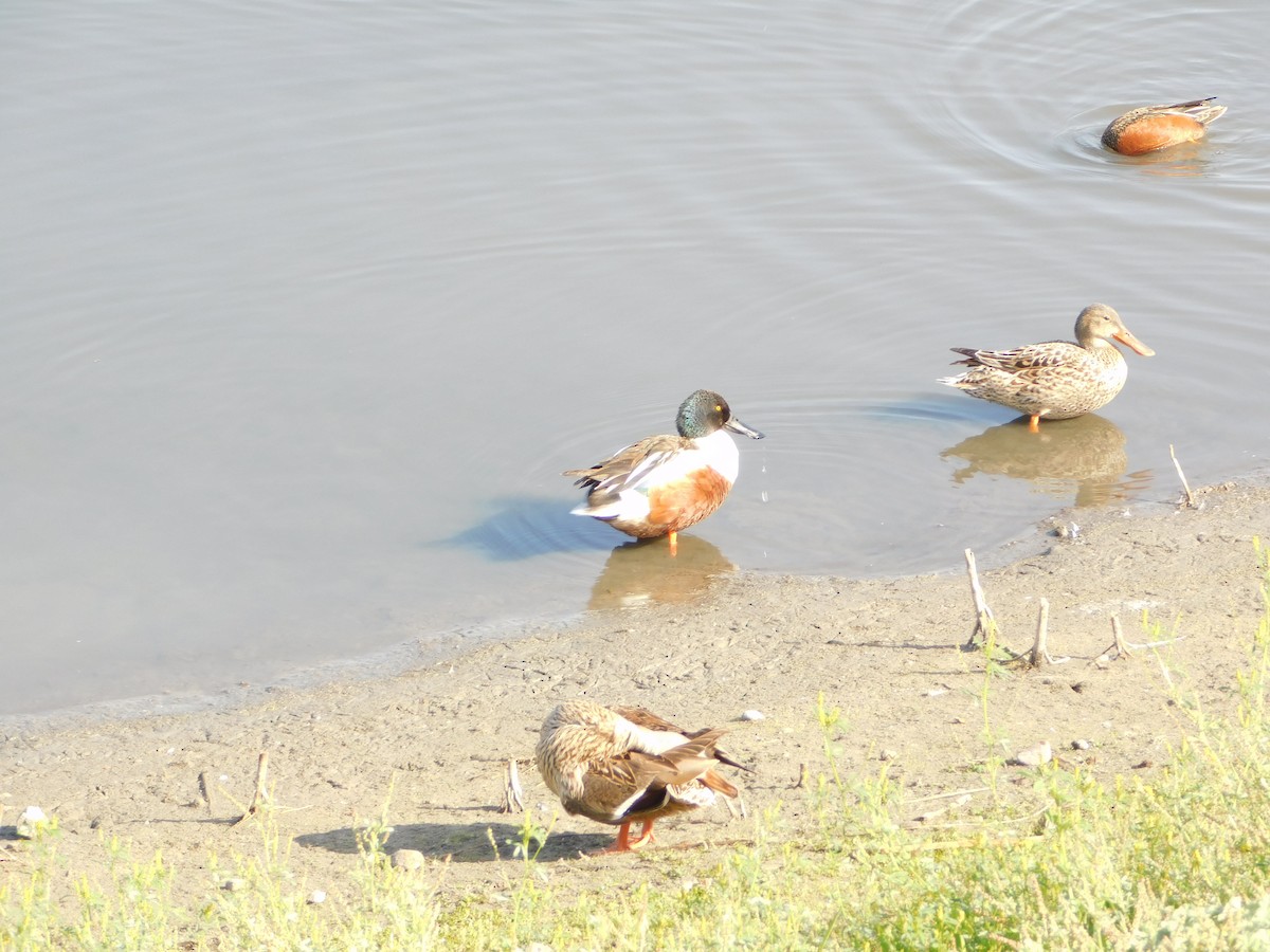 Northern Shoveler - ML635319080