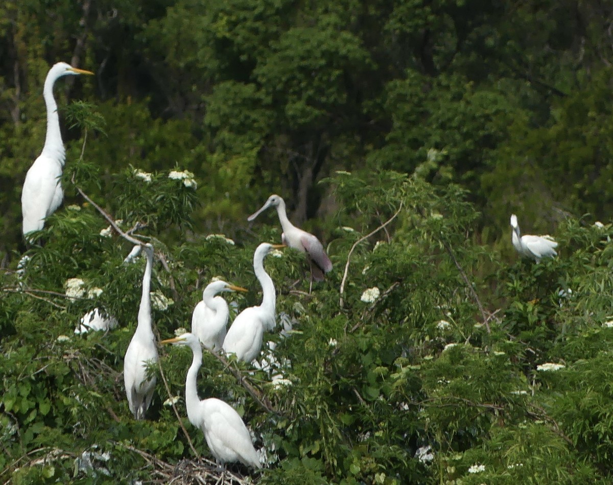 rosenskjestork - ML635319141