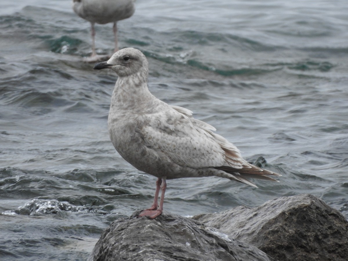 Iceland Gull (Thayer's) - ML635319465