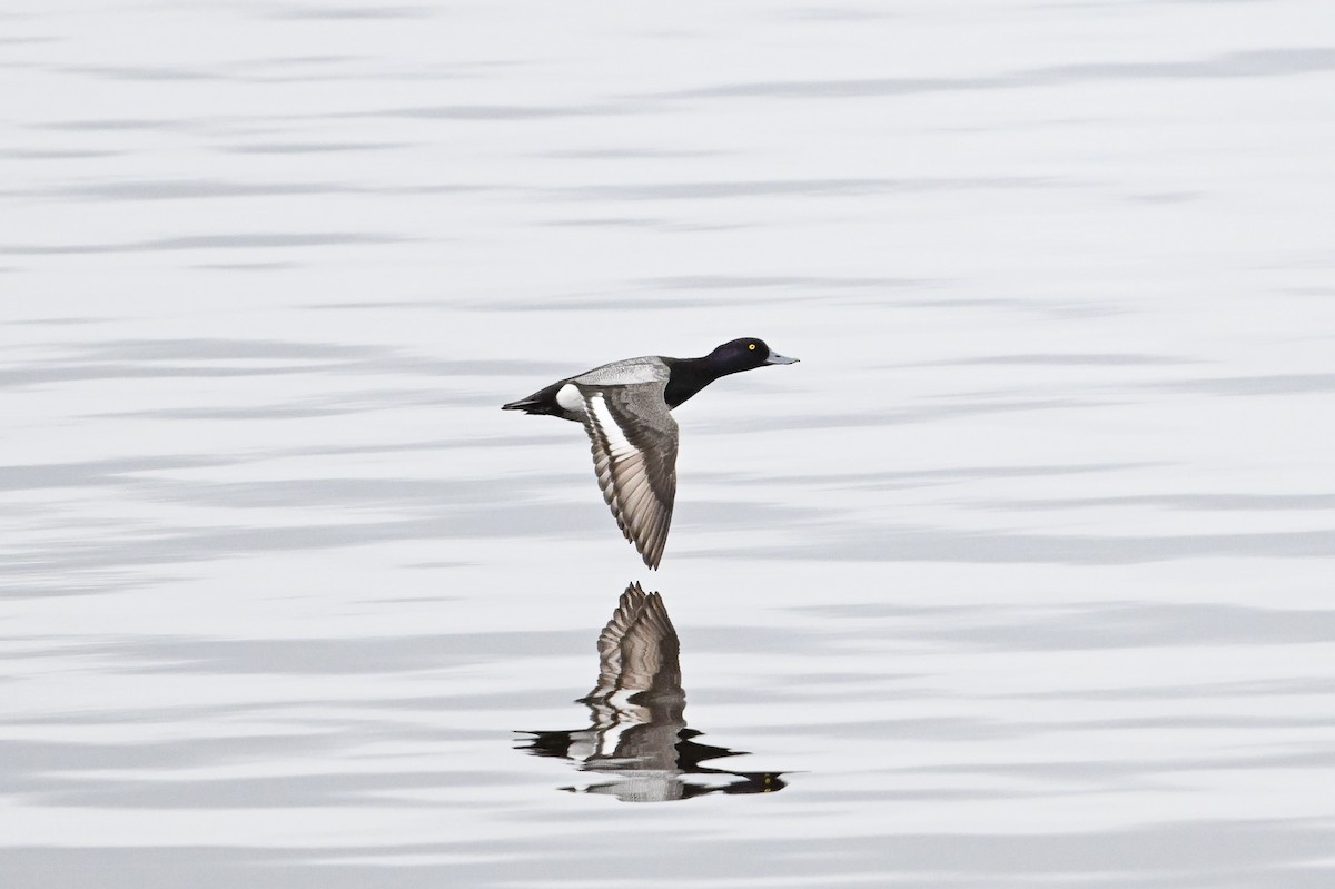 Lesser Scaup - ML635319572