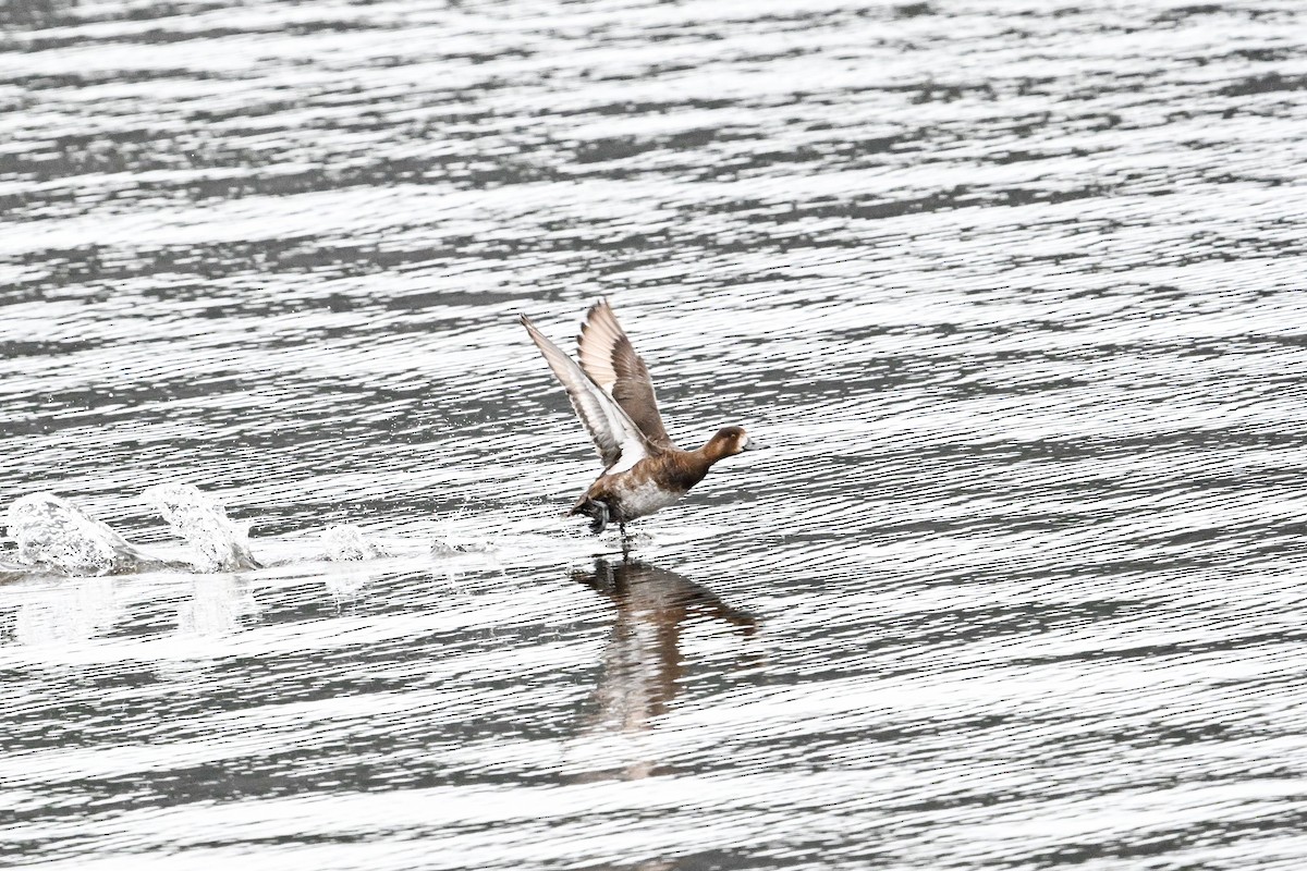 Lesser Scaup - ML635319607