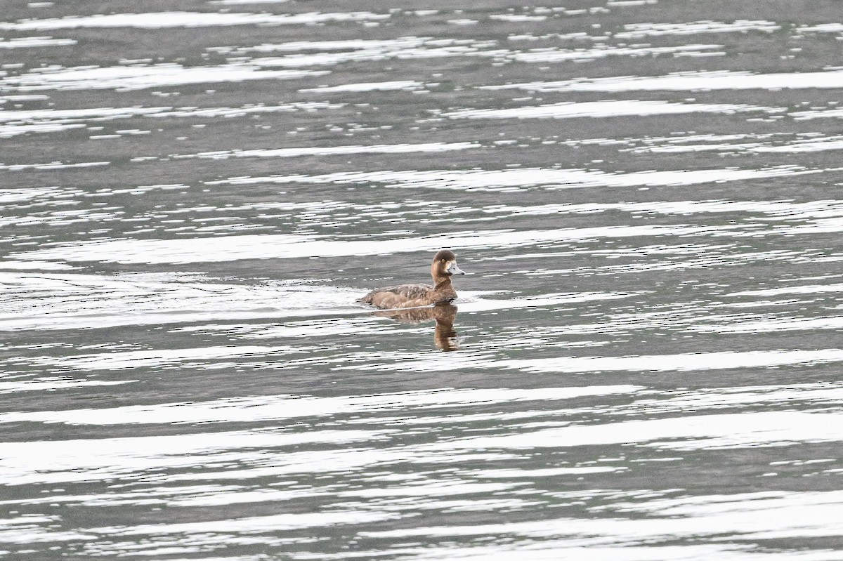 Lesser Scaup - ML635319627