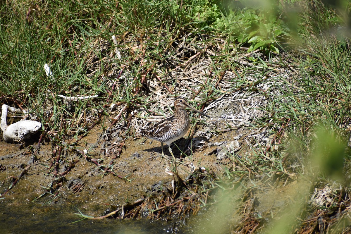 Wilson's Snipe - ML635319640