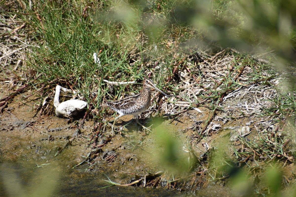 Wilson's Snipe - ML635319641
