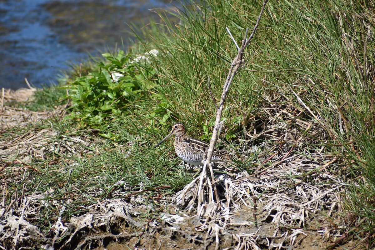 Wilson's Snipe - ML635319642