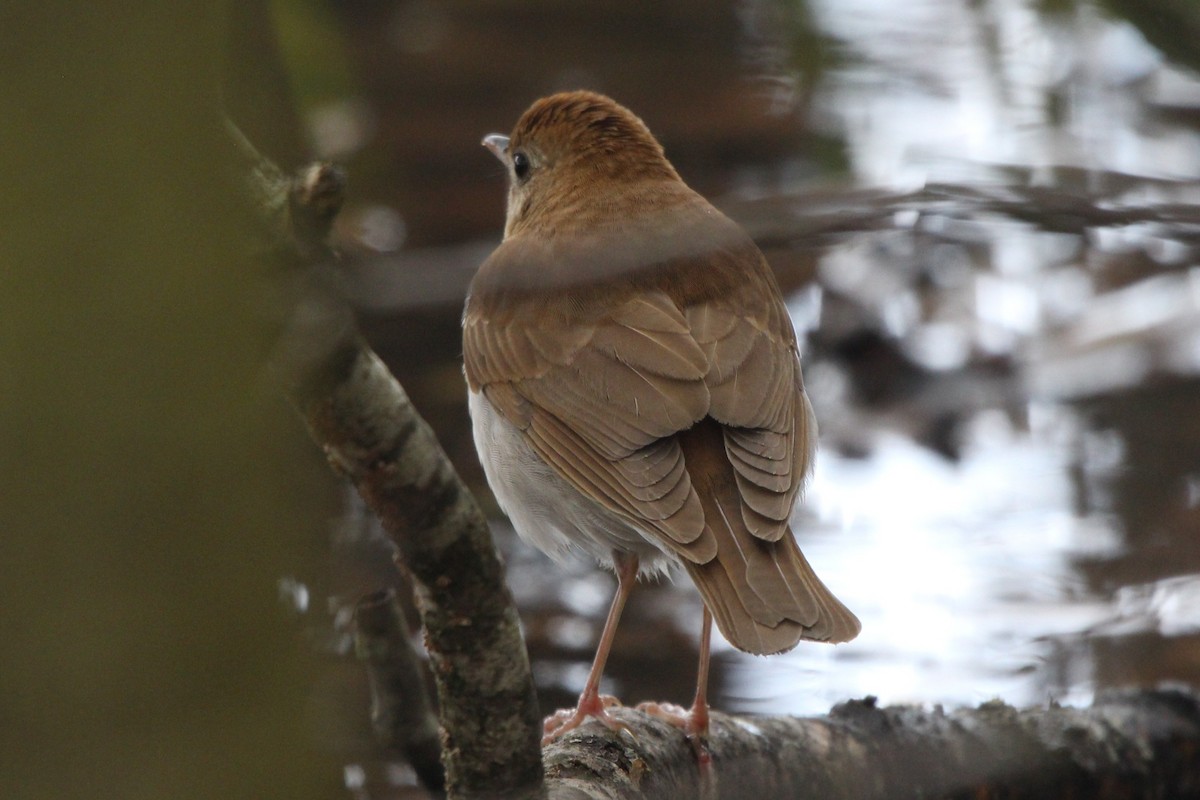 Veery - ML635319657