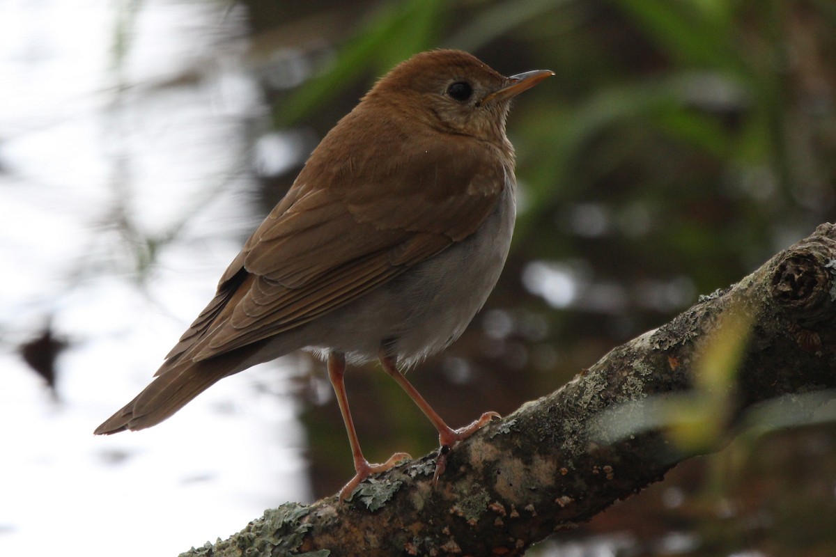 Veery - ML635319658