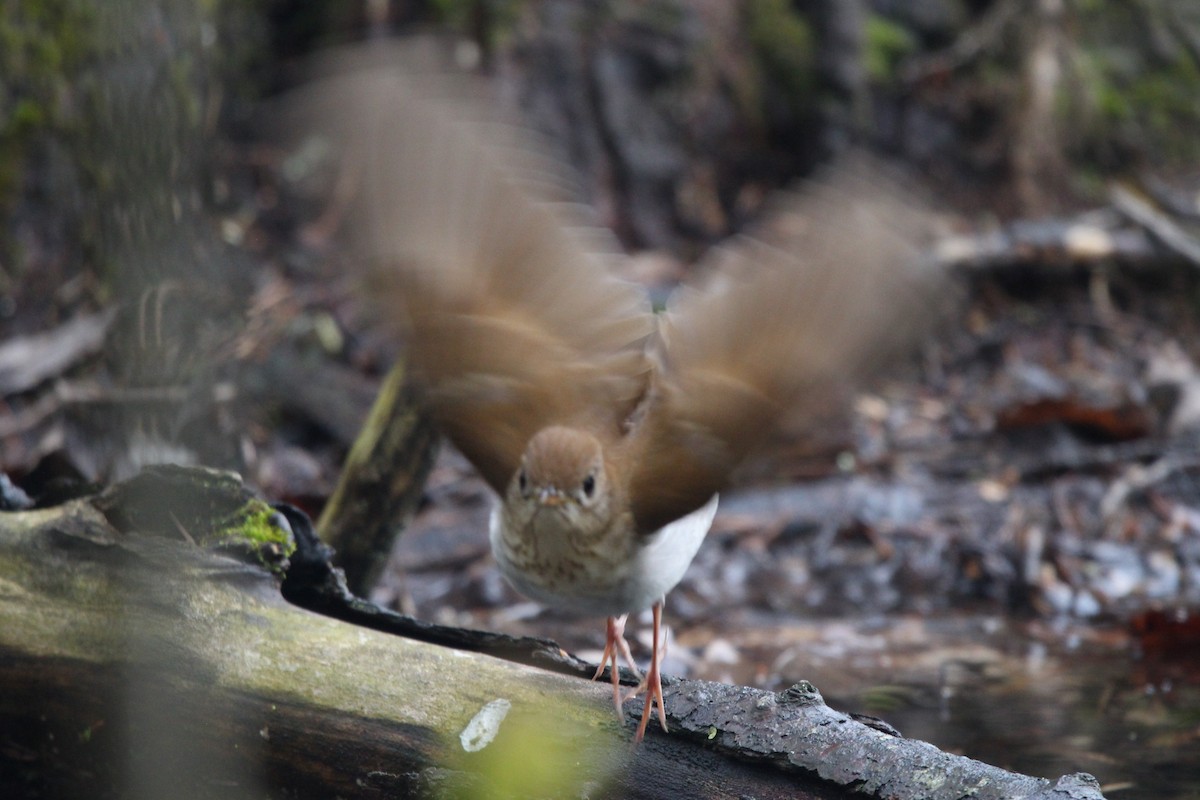 Veery - ML635319659