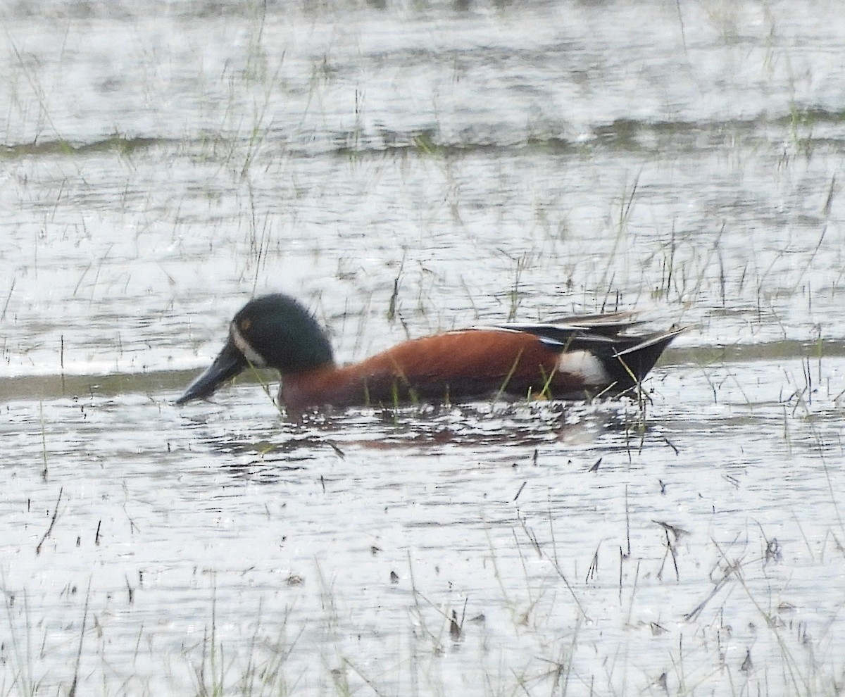 Cinnamon Teal x Northern Shoveler (hybrid) - ML635319713