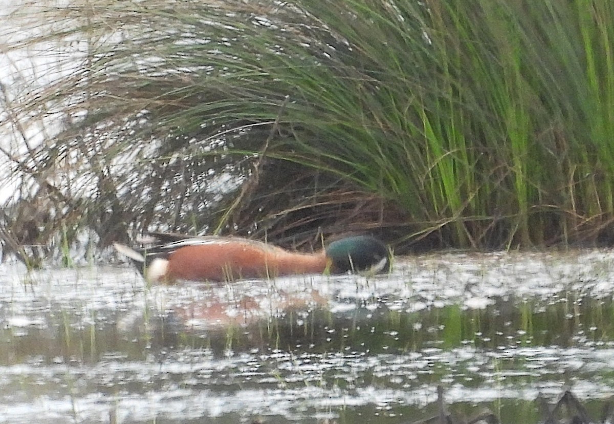 Cinnamon Teal x Northern Shoveler (hybrid) - ML635319714