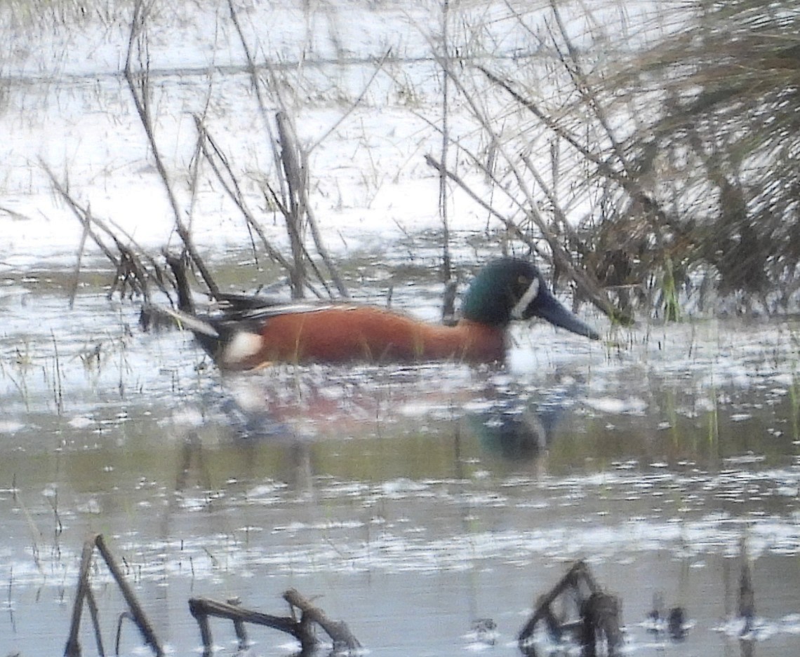 Cinnamon Teal x Northern Shoveler (hybrid) - ML635319715