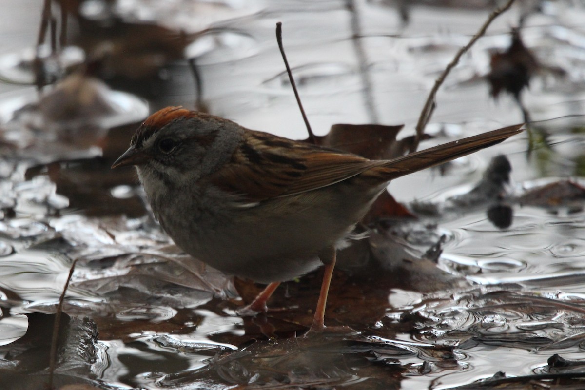 Swamp Sparrow - ML635319716